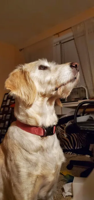 North Winds Veterinary Services Picture 5