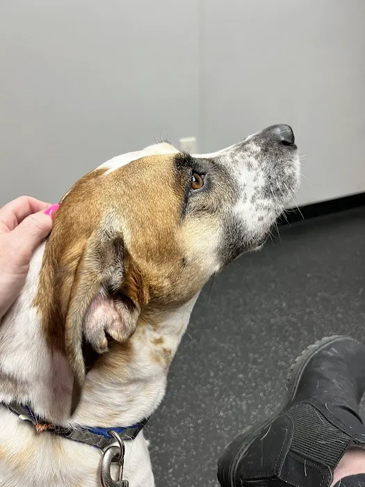 Homestead Veterinary Center Picture 2