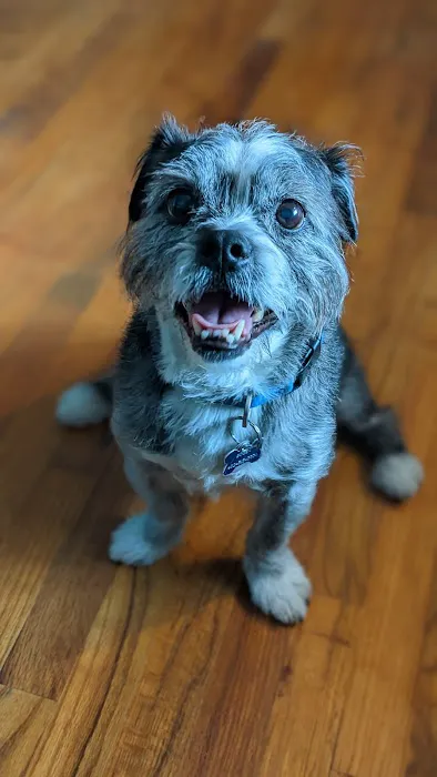 Milo's BARKery & BARKeasy Picture 6