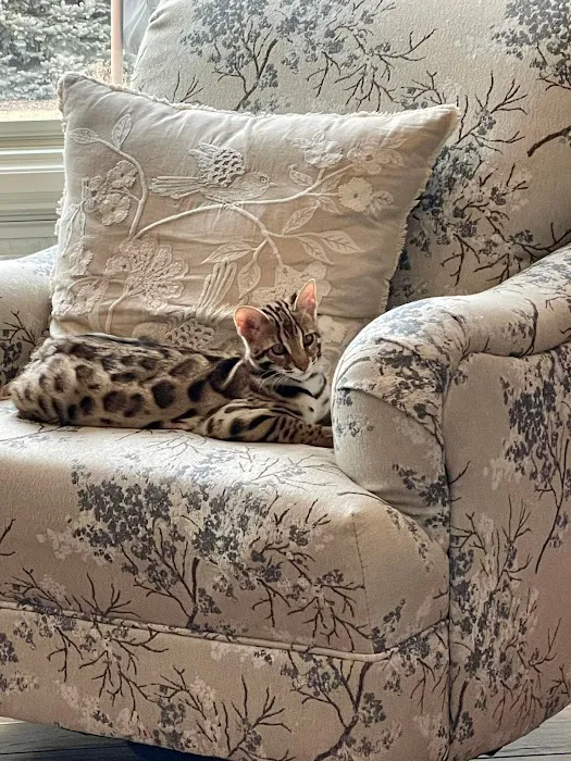 Bengals Forever Picture 1