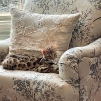 Bengals Forever ico