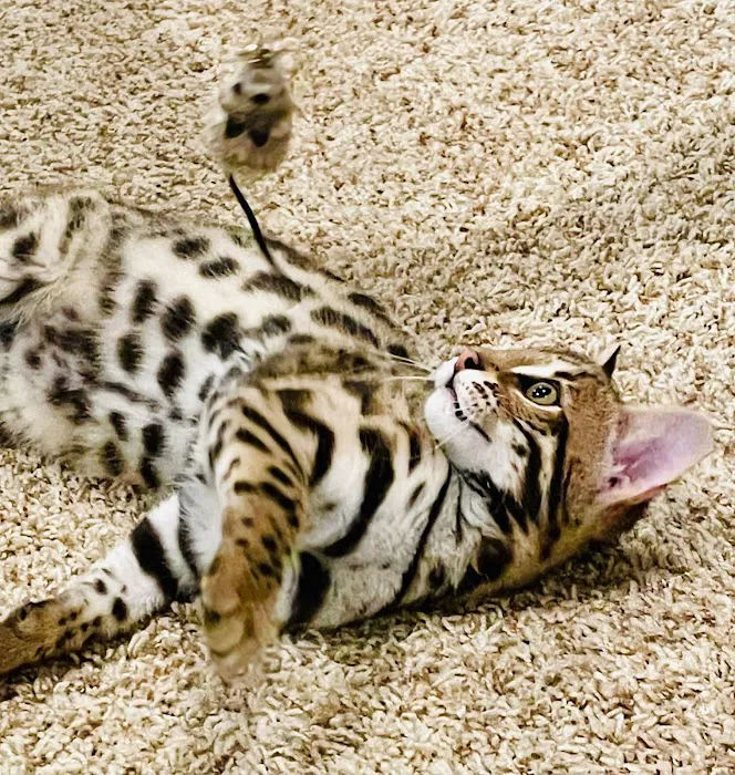 Bengals Forever Picture 4