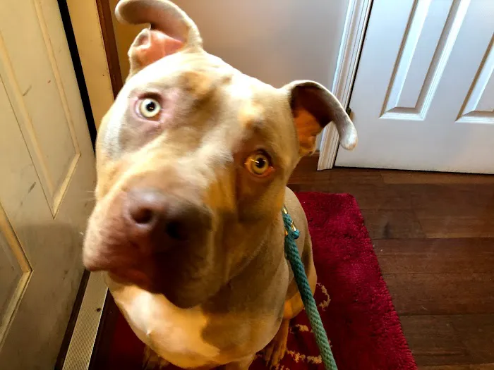 Kanyon's Golden Veterinary Care, LLC Picture 4