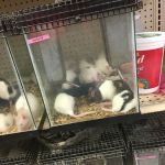Bird Cage Pet Shop