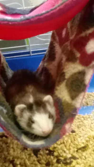 Bird Cage Pet Shop Picture 9