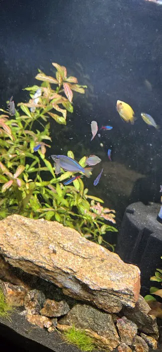 Tropical Fish Picture 3