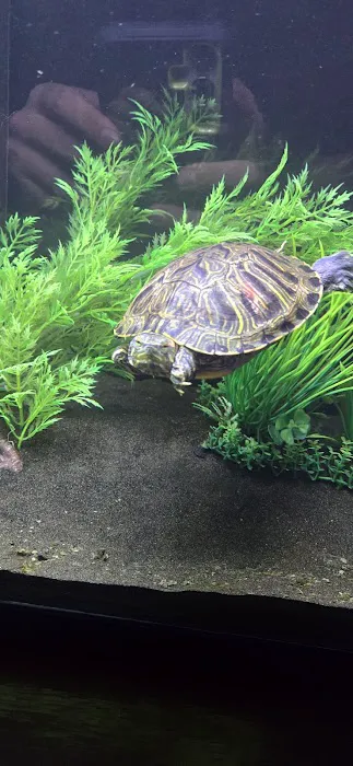 Tropical Fish Picture 4