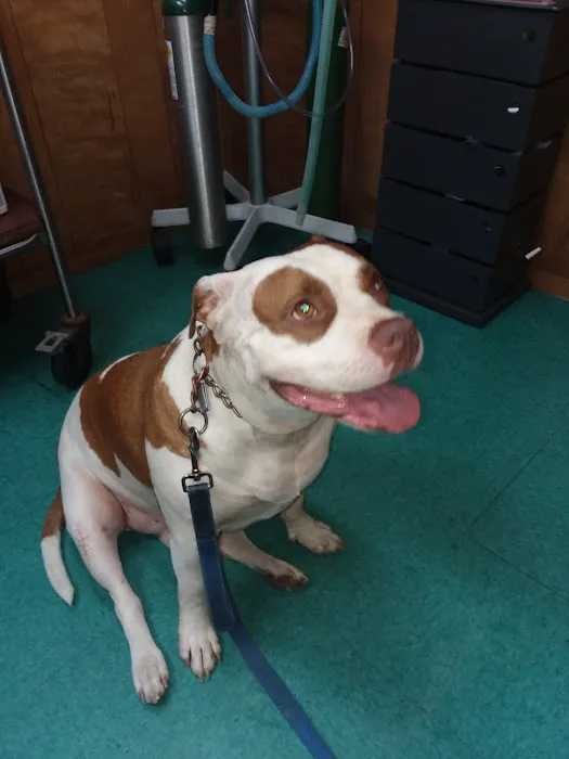 Creature Comforts Veterinary Service Picture 1