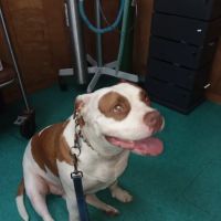 Creature Comforts Veterinary Service ico