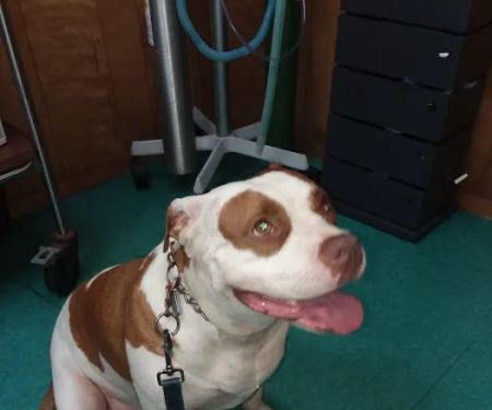 Creature Comforts Veterinary Service