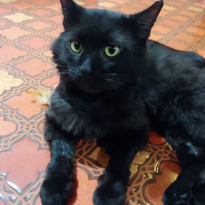 Creature Comforts Veterinary Service Picture 6
