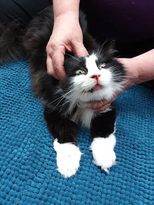 Creature Comforts Veterinary Service Picture 9