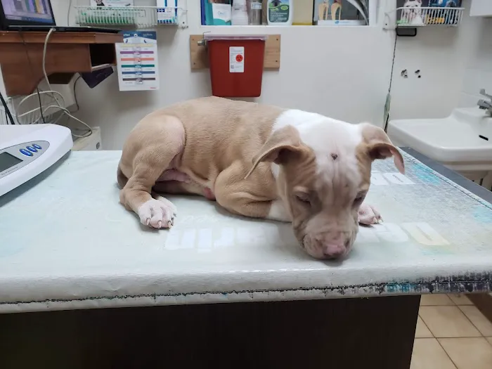 Creature Comforts Veterinary Service Picture 7