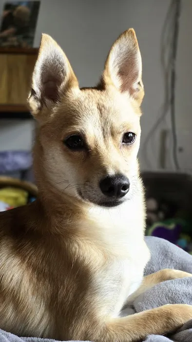 Humane Pet Services LLC Picture 5