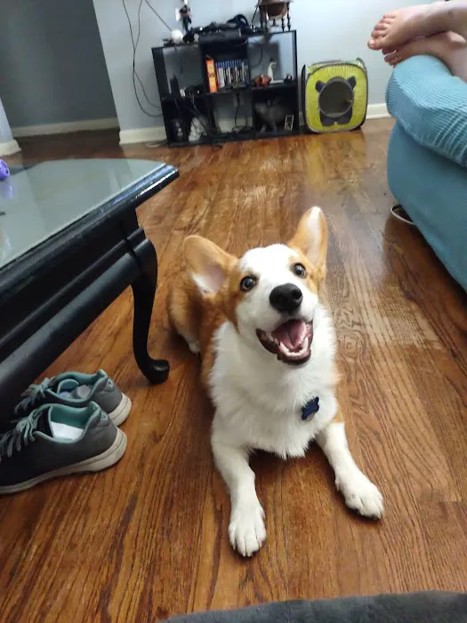 Humane Pet Services LLC Picture 4