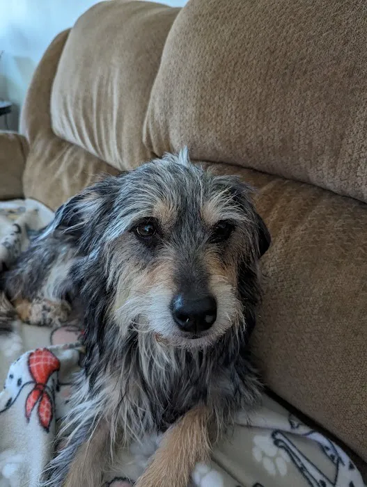 Humane Pet Services LLC Picture 10