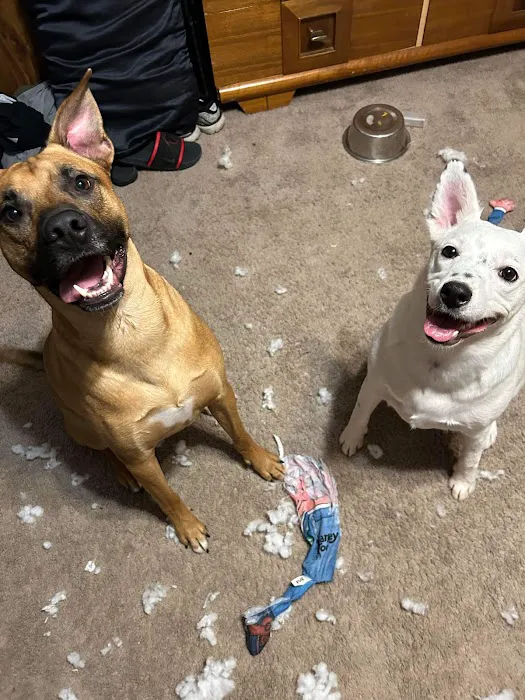 Humane Pet Services LLC Picture 9