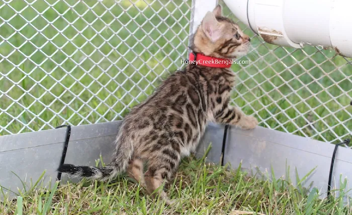 Honey Creek Cats Picture 5