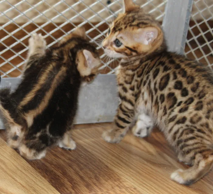 Honey Creek Cats Picture 9