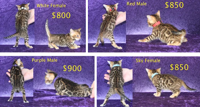 Honey Creek Cats Picture 10