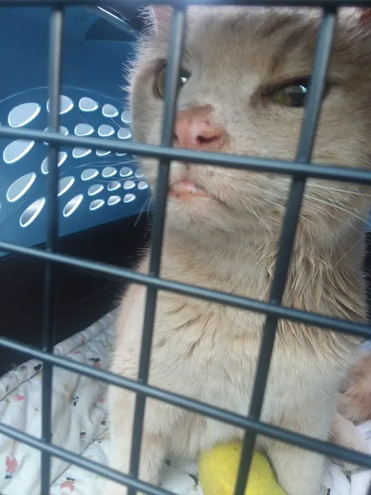 Creature Comforts Veterinary Service : Kelleher Daniel A DVM Picture 3