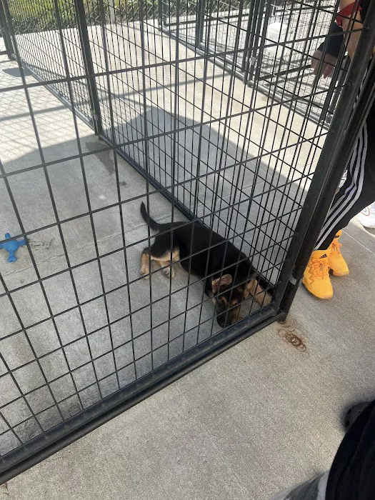 Tully's Kennels Picture 5