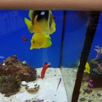 Petco ico