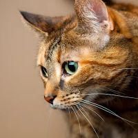 Glenburn Veterinarians, P.C. ico