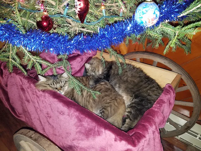 Glenburn Veterinarians, P.C. Picture 8