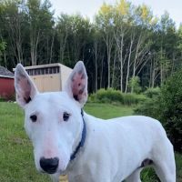 Schultzville Animal Hospital ico