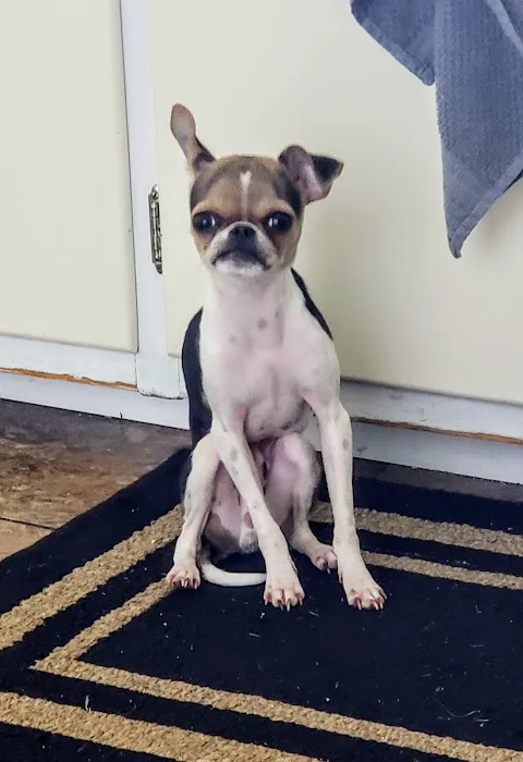 Horsfield and Associates Veterinary Hospital Picture 1