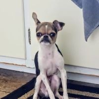 Horsfield and Associates Veterinary Hospital ico