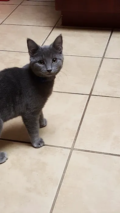 Horsfield and Associates Veterinary Hospital Picture 6