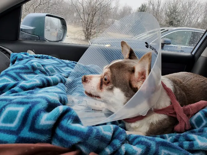 Horsfield and Associates Veterinary Hospital Picture 10