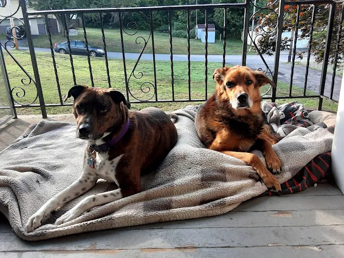 Old Forge Animal Hospital Picture 1