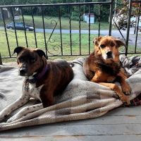 Old Forge Animal Hospital ico