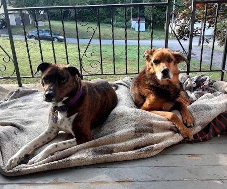 Old Forge Animal Hospital