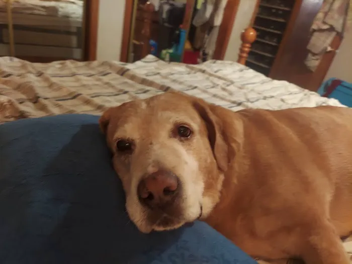 Old Forge Animal Hospital Picture 4