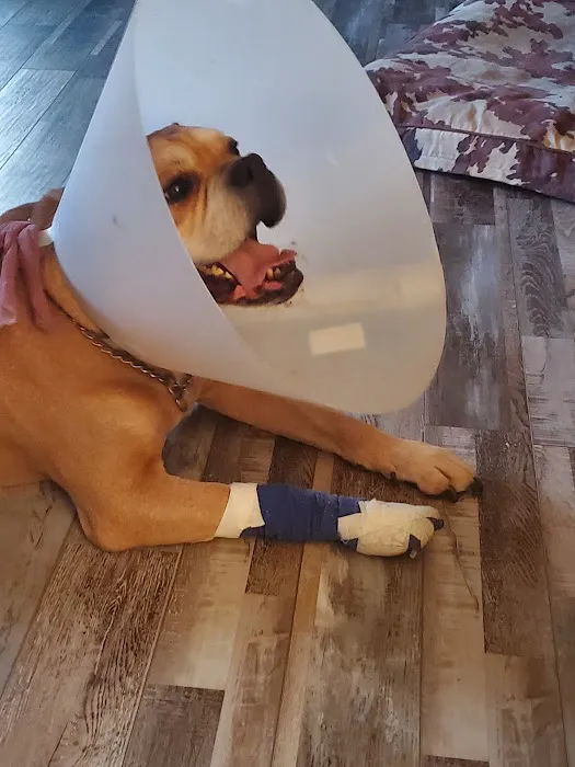 Old Forge Animal Hospital Picture 5