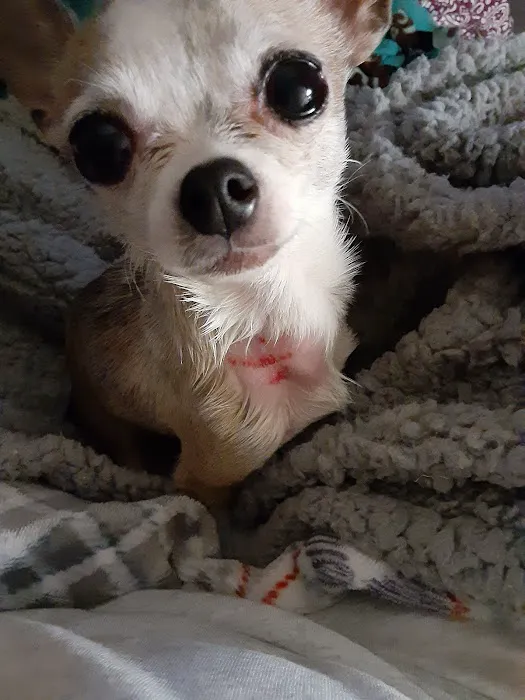 Old Forge Animal Hospital Picture 9