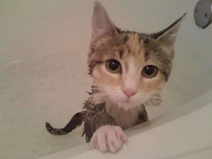 Old Forge Animal Hospital Picture 7