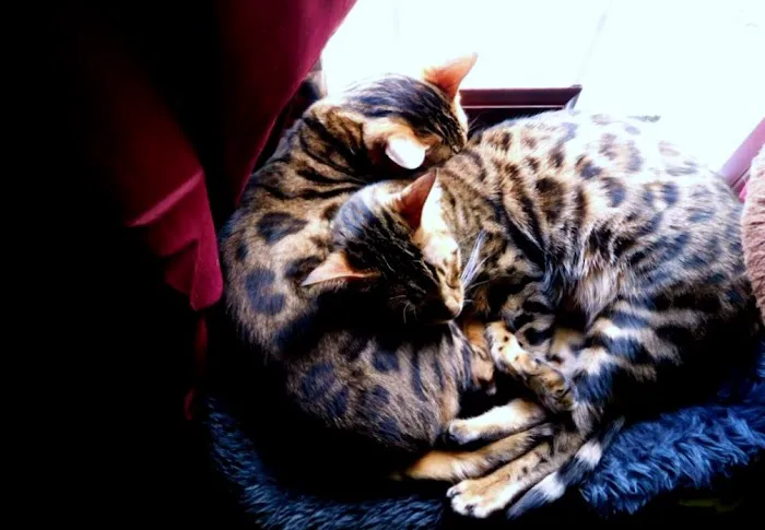 Old Forge Animal Hospital Picture 10