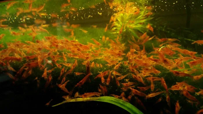 Click & Fish Aquatics Picture 3