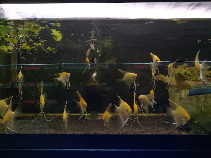 Click & Fish Aquatics Picture 5