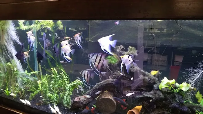 Click & Fish Aquatics Picture 8