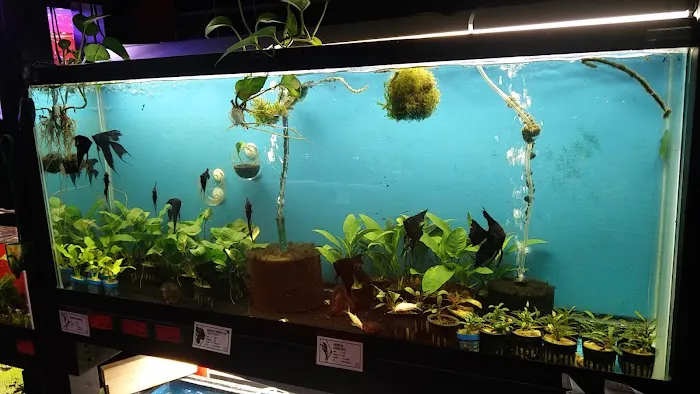 Click & Fish Aquatics Picture 7