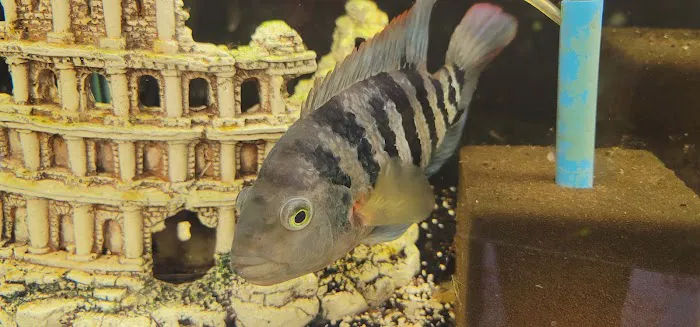 Click & Fish Aquatics Picture 9