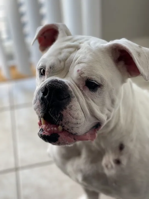 VCA Fischer Animal Hospital Picture 1