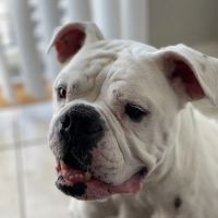 VCA Fischer Animal Hospital ico