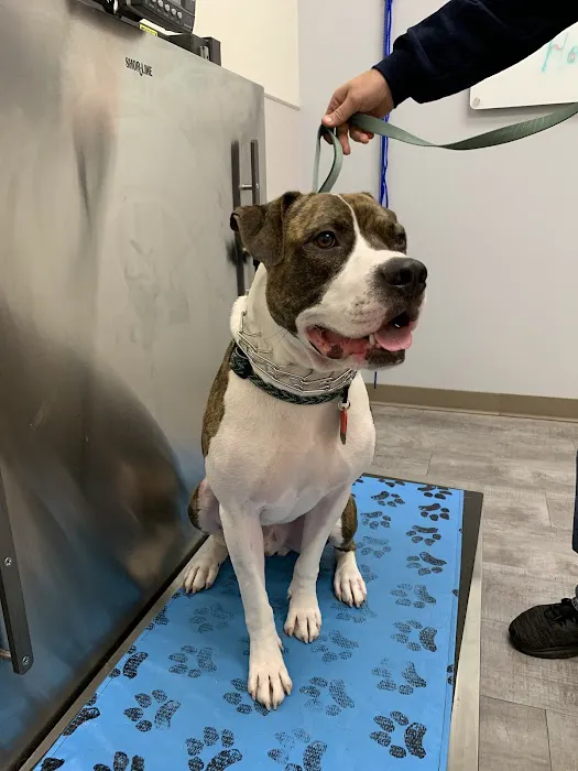 VCA Fischer Animal Hospital Picture 5